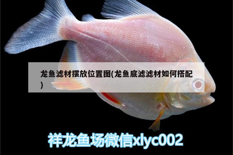 龍魚濾材擺放位置圖(龍魚底濾濾材如何搭配) 黑水素