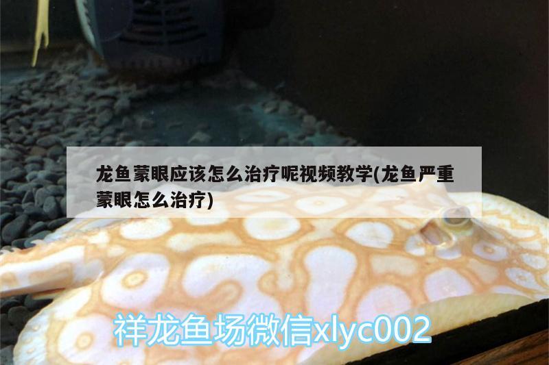 龍魚蒙眼應(yīng)該怎么治療呢視頻教學(xué)(龍魚嚴(yán)重蒙眼怎么治療)