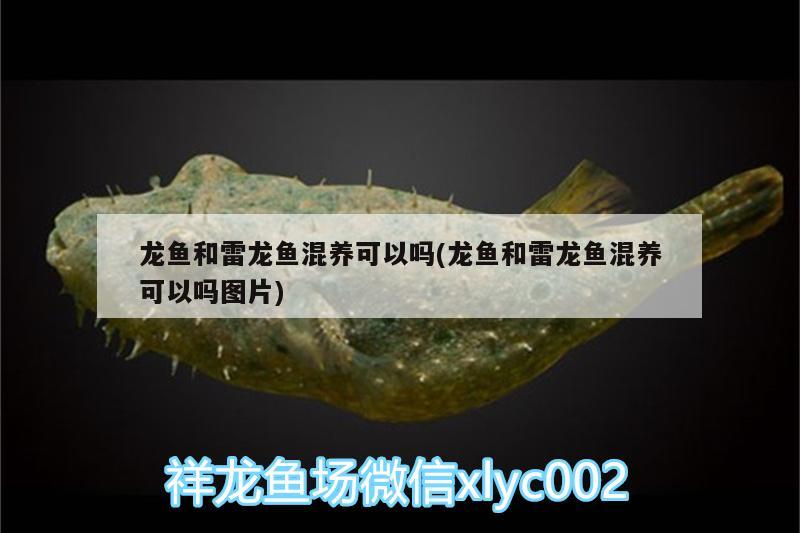 龍魚和雷龍魚混養(yǎng)可以嗎(龍魚和雷龍魚混養(yǎng)可以嗎圖片)