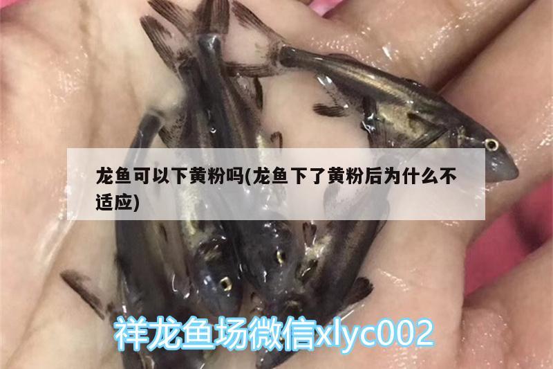 龍魚與雷龍混養(yǎng)（龍魚與雷龍混養(yǎng)好嗎） 廣州龍魚批發(fā)市場