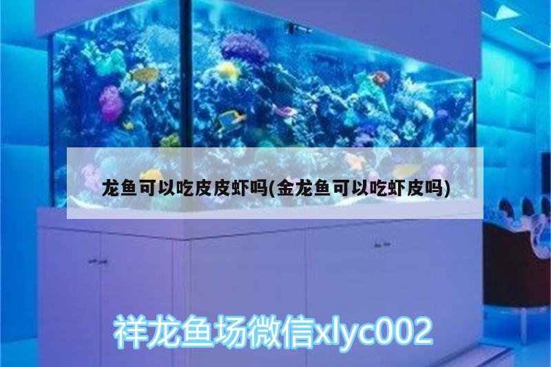 龍魚可以吃皮皮蝦嗎(金龍魚可以吃蝦皮嗎) 三間鼠魚苗