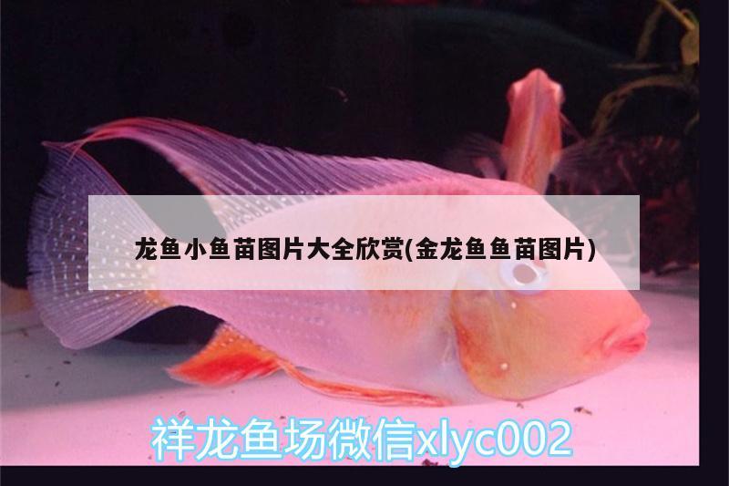 龍魚(yú)小魚(yú)苗圖片大全欣賞(金龍魚(yú)魚(yú)苗圖片) 細(xì)線銀版魚(yú)