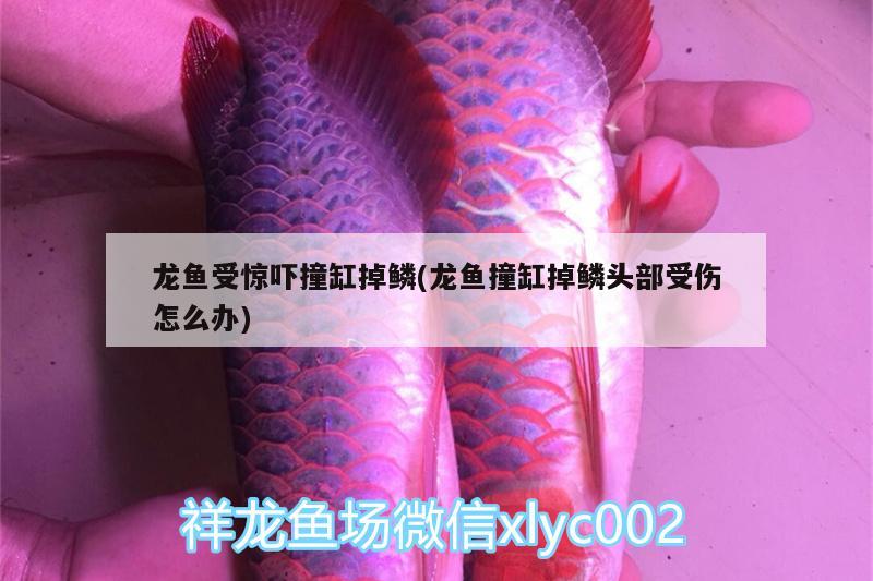 龍魚(yú)受驚嚇撞缸掉鱗(龍魚(yú)撞缸掉鱗頭部受傷怎么辦)