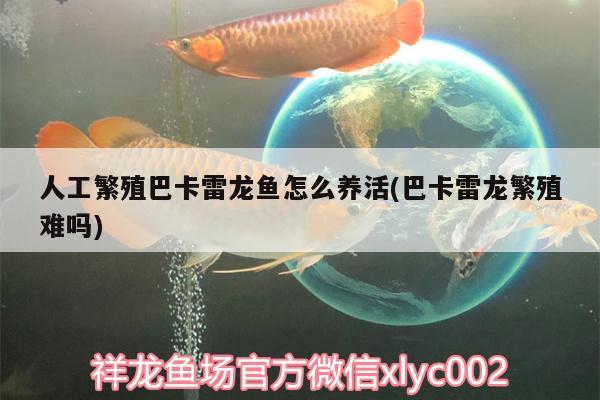 人工繁殖巴卡雷龍魚怎么養(yǎng)活(巴卡雷龍繁殖難嗎) 巴卡雷龍魚