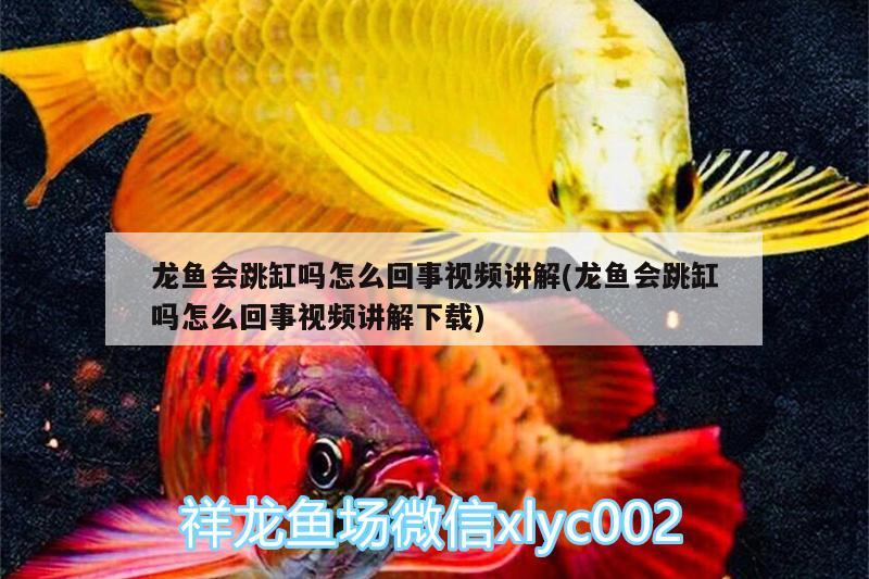 龍魚會跳缸嗎怎么回事視頻講解(龍魚會跳缸嗎怎么回事視頻講解下載) 沖氧泵