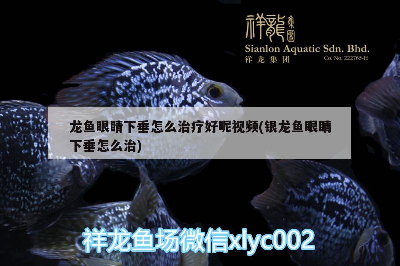 龍魚眼睛下垂怎么治療好呢視頻(銀龍魚眼睛下垂怎么治) 銀龍魚百科