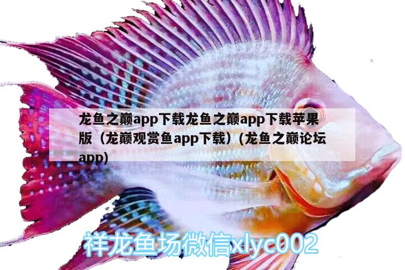 龍魚之巔app下載龍魚之巔app下載蘋果版（龍巔觀賞魚app下載）(龍魚之巔論壇app)