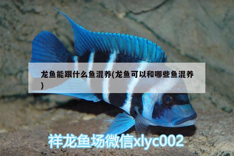 龍魚能跟什么魚混養(yǎng)(龍魚可以和哪些魚混養(yǎng))