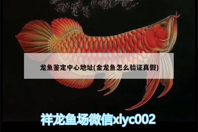 龍魚鑒定中心地址(金龍魚怎么驗證真假)