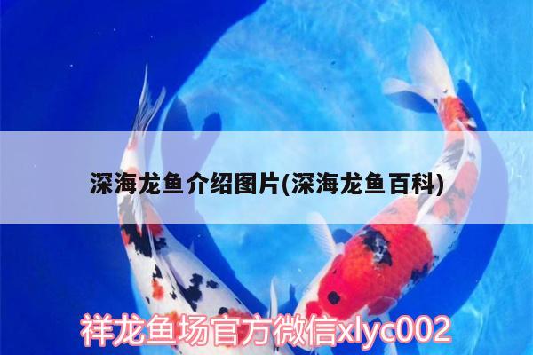 深海龍魚介紹圖片(深海龍魚百科) 魚缸百科