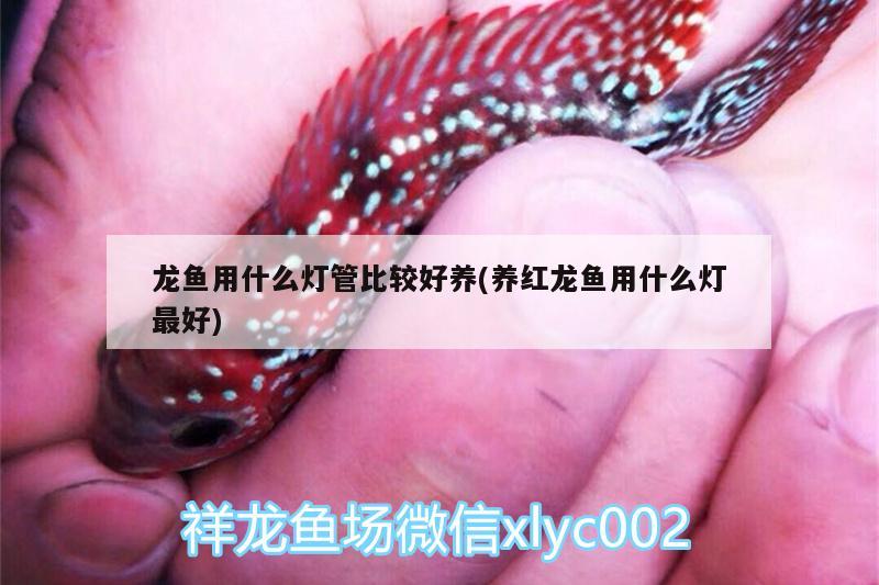 龍魚用什么燈管比較好養(yǎng)(養(yǎng)紅龍魚用什么燈最好) 野彩魚