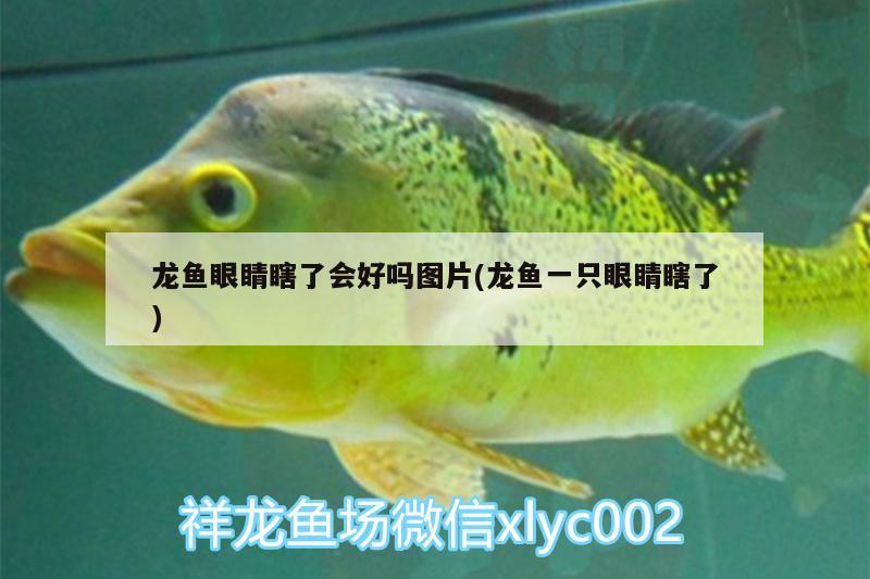 龍魚眼睛瞎了會好嗎圖片(龍魚一只眼睛瞎了) 暹羅巨鯉 第2張