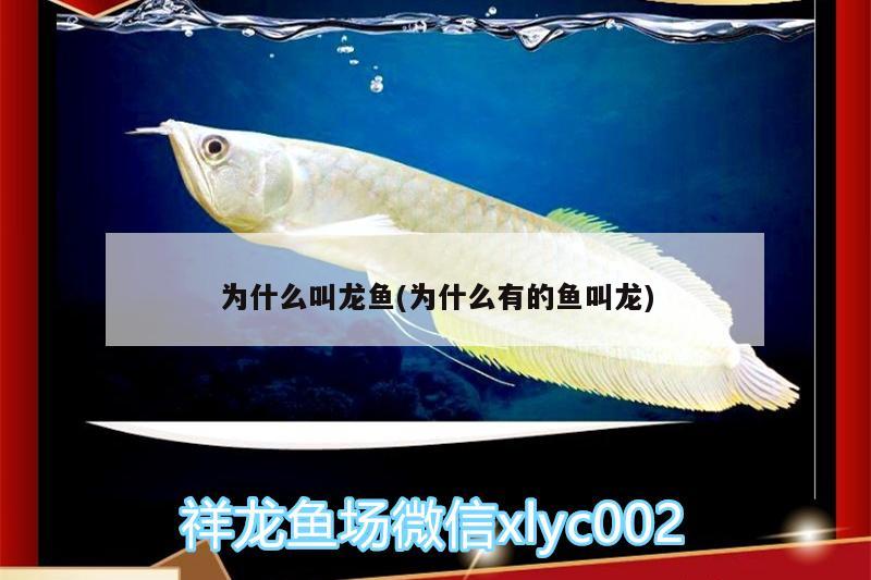 為什么叫龍魚(為什么有的魚叫龍)