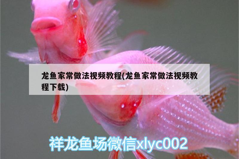 龍魚龍魚最大能長多大能活多少歲，龍魚壽命一般都在6年左右，龍魚壽命多長，能長多大？