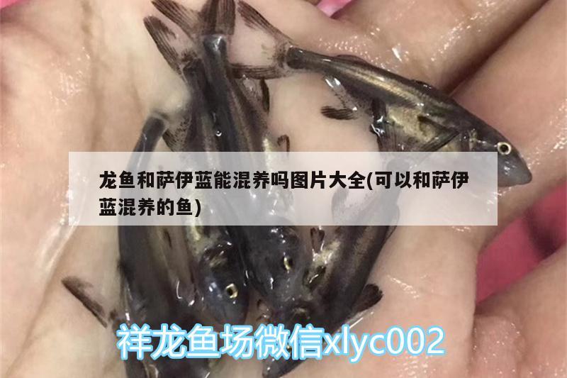 龍魚和薩伊藍(lán)能混養(yǎng)嗎圖片大全(可以和薩伊藍(lán)混養(yǎng)的魚)