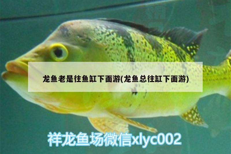 龍魚老是往魚缸下面游(龍魚總往缸下面游) 養(yǎng)魚知識