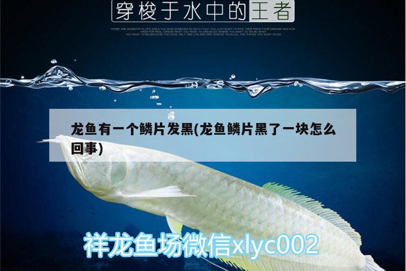 龍魚有一個鱗片發(fā)黑(龍魚鱗片黑了一塊怎么回事)