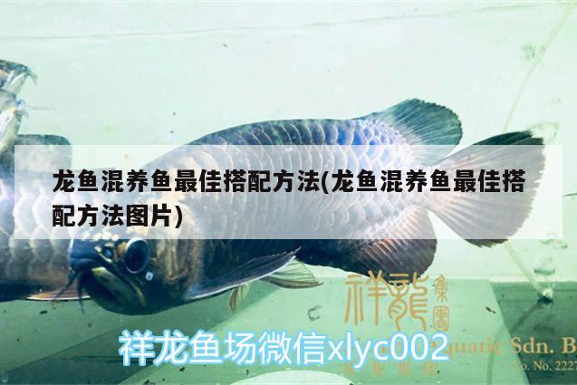 龍魚混養(yǎng)魚最佳搭配方法(龍魚混養(yǎng)魚最佳搭配方法圖片) 肺魚