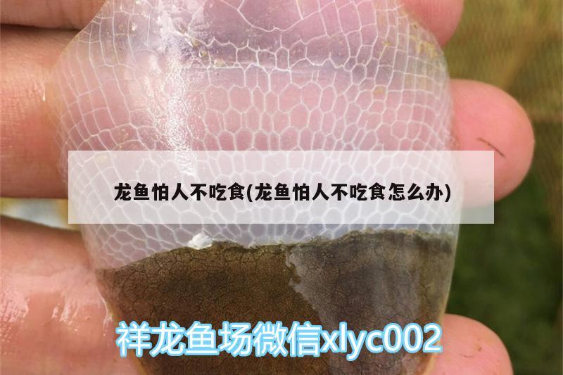 龍魚怕人不吃食(龍魚怕人不吃食怎么辦) 斯維尼關刀魚