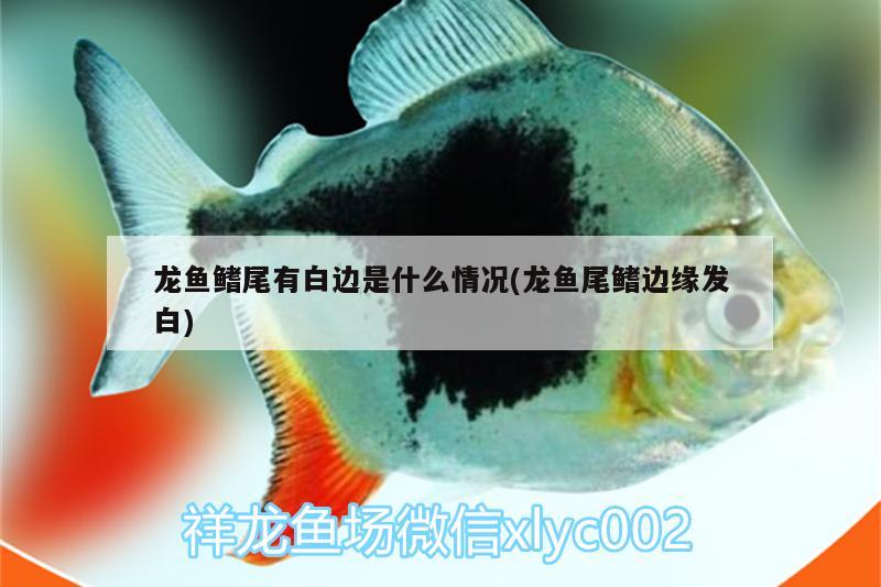 龍魚鰭尾有白邊是什么情況(龍魚尾鰭邊緣發(fā)白)