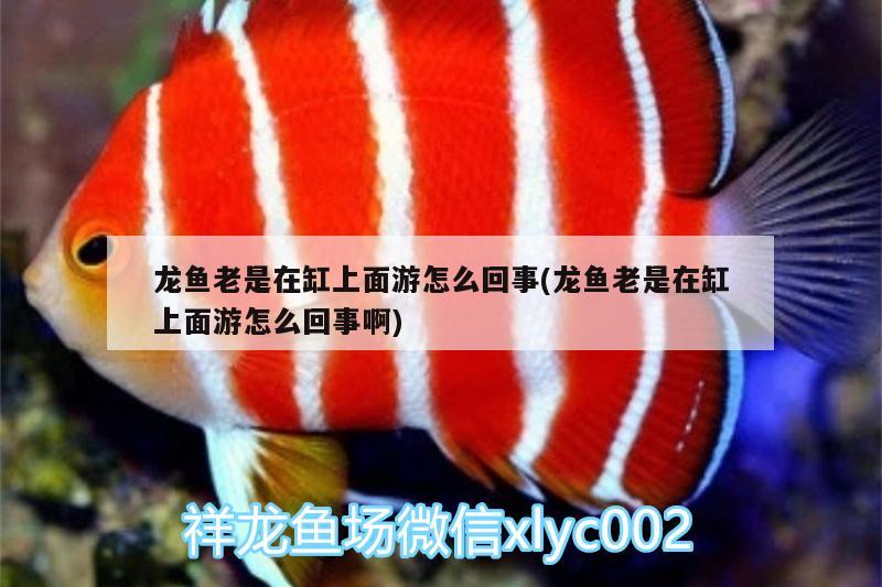 龍魚(yú)老是在缸上面游怎么回事(龍魚(yú)老是在缸上面游怎么回事啊) 藍(lán)底過(guò)背金龍魚(yú)