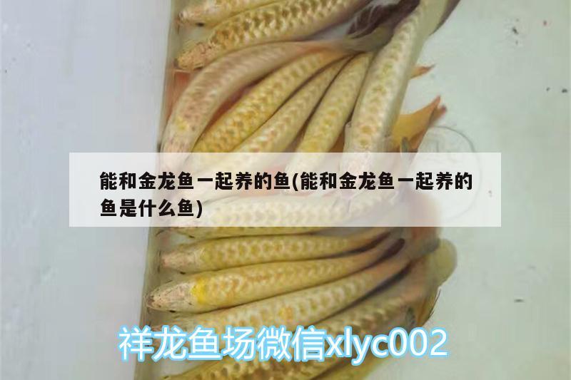 能和金龍魚一起養(yǎng)的魚(能和金龍魚一起養(yǎng)的魚是什么魚) 杰西卡恐龍魚