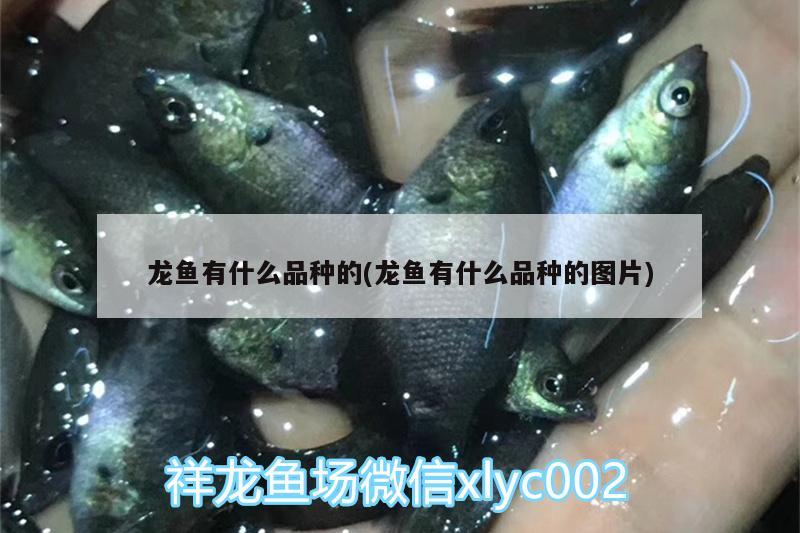 龍魚有什么品種的(龍魚有什么品種的圖片)