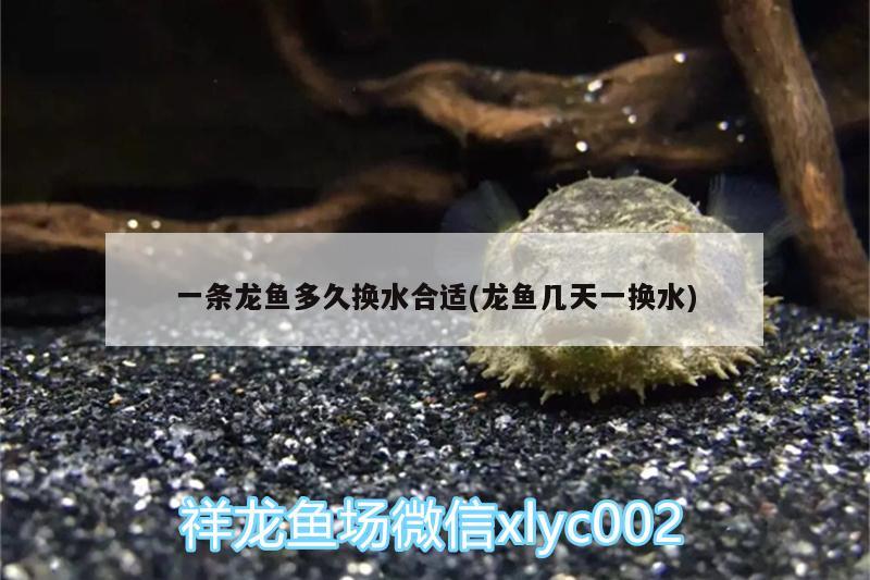 一條龍魚多久換水合適(龍魚幾天一換水)