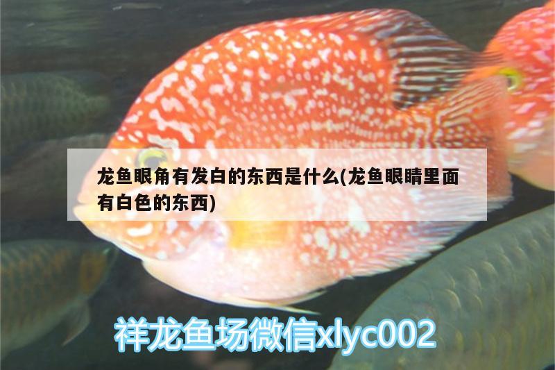 濱州觀賞魚市場彩鰈魚缸展示 觀賞魚市場（混養(yǎng)魚） 第1張