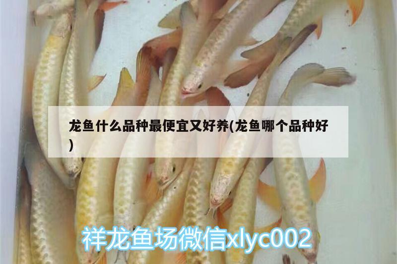 龍魚什么品種最便宜又好養(yǎng)(龍魚哪個(gè)品種好)