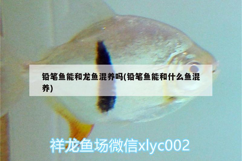 鉛筆魚(yú)能和龍魚(yú)混養(yǎng)嗎(鉛筆魚(yú)能和什么魚(yú)混養(yǎng)) 過(guò)濾設(shè)備