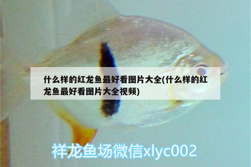 什么樣的紅龍魚(yú)最好看圖片大全(什么樣的紅龍魚(yú)最好看圖片大全視頻) 銀古魚(yú)苗