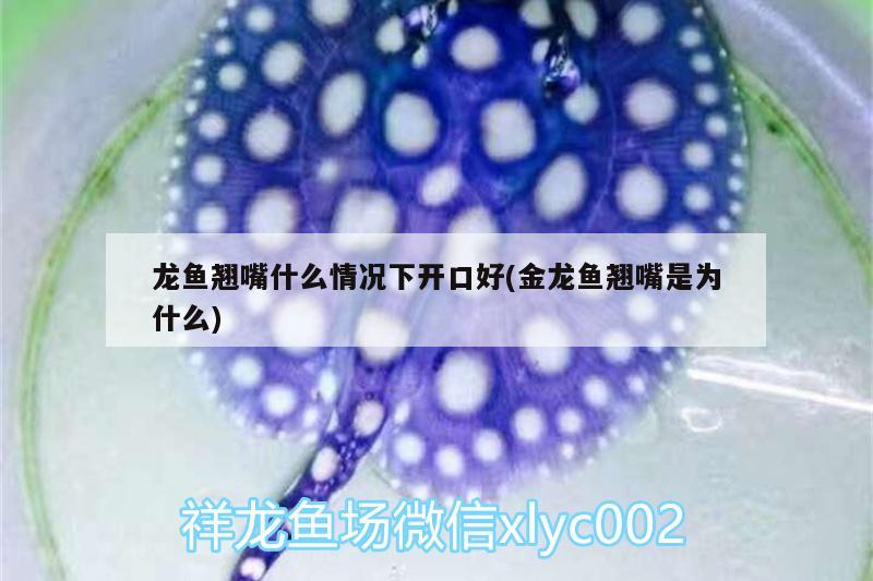 龍魚翹嘴什么情況下開口好(金龍魚翹嘴是為什么) 銀古魚苗