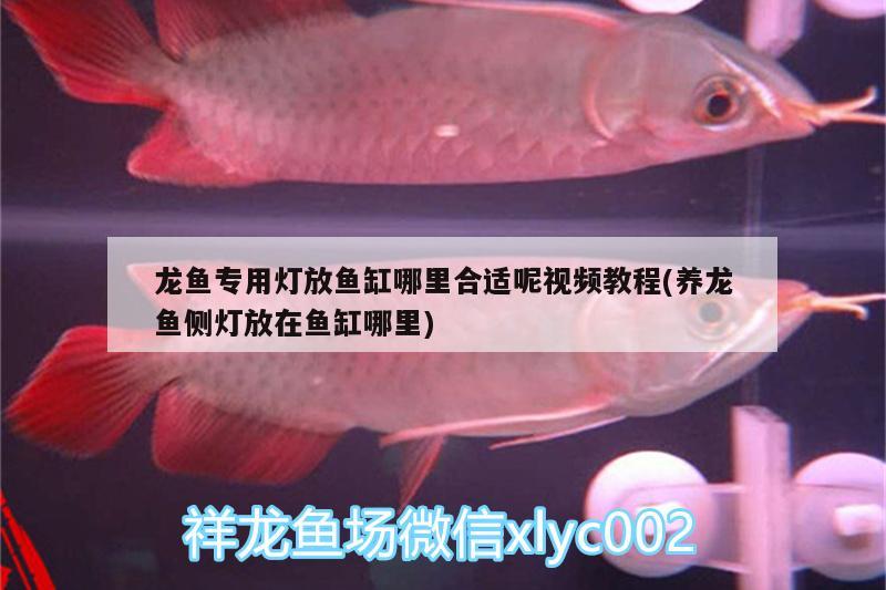 龍魚專用燈放魚缸哪里合適呢視頻教程(養(yǎng)龍魚側(cè)燈放在魚缸哪里)