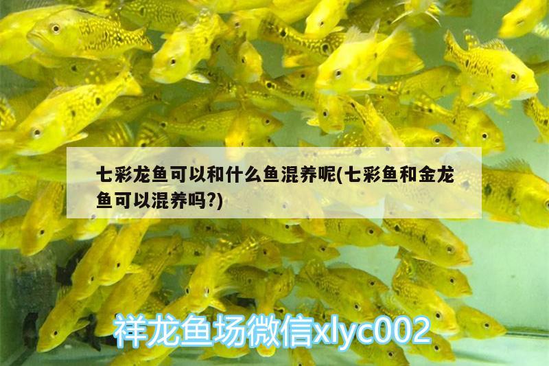 七彩龍魚(yú)可以和什么魚(yú)混養(yǎng)呢(七彩魚(yú)和金龍魚(yú)可以混養(yǎng)嗎?)