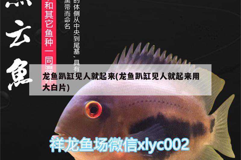 龍魚(yú)趴缸見(jiàn)人就起來(lái)(龍魚(yú)趴缸見(jiàn)人就起來(lái)用大白片) 銀古魚(yú)苗