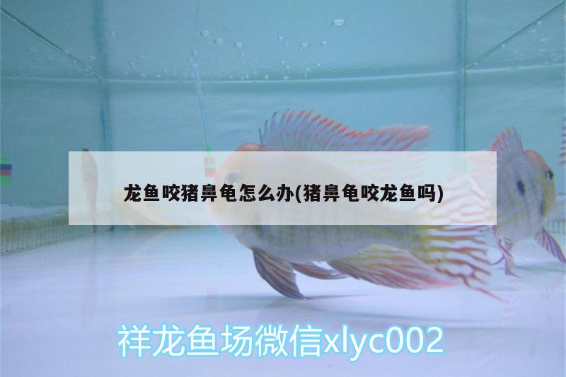 龍魚(yú)咬豬鼻龜怎么辦(豬鼻龜咬龍魚(yú)嗎)