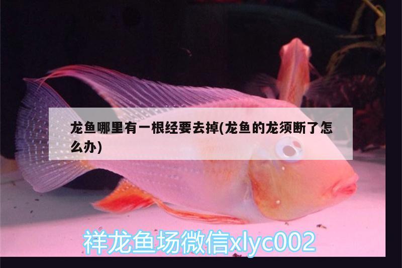 龍魚哪里有一根經(jīng)要去掉(龍魚的龍須斷了怎么辦) 印尼紅龍魚