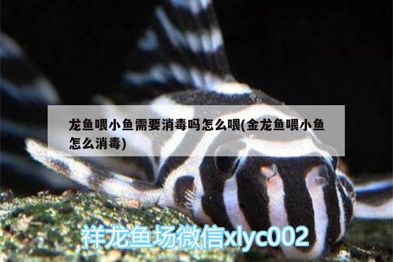 龍魚(yú)喂小魚(yú)需要消毒嗎怎么喂(金龍魚(yú)喂小魚(yú)怎么消毒) 祥龍龍魚(yú)魚(yú)糧