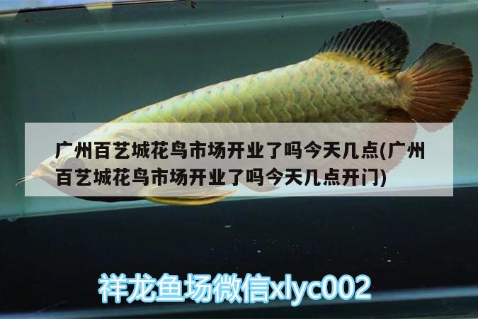 廣州百藝城花鳥市場開業(yè)了嗎今天幾點(廣州百藝城花鳥市場開業(yè)了嗎今天幾點開門)