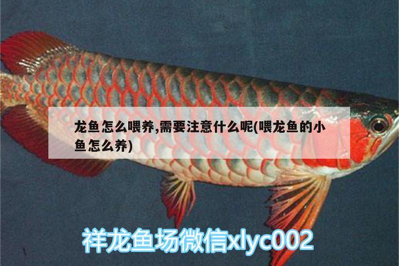 龍魚怎么喂養(yǎng),需要注意什么呢(喂龍魚的小魚怎么養(yǎng))