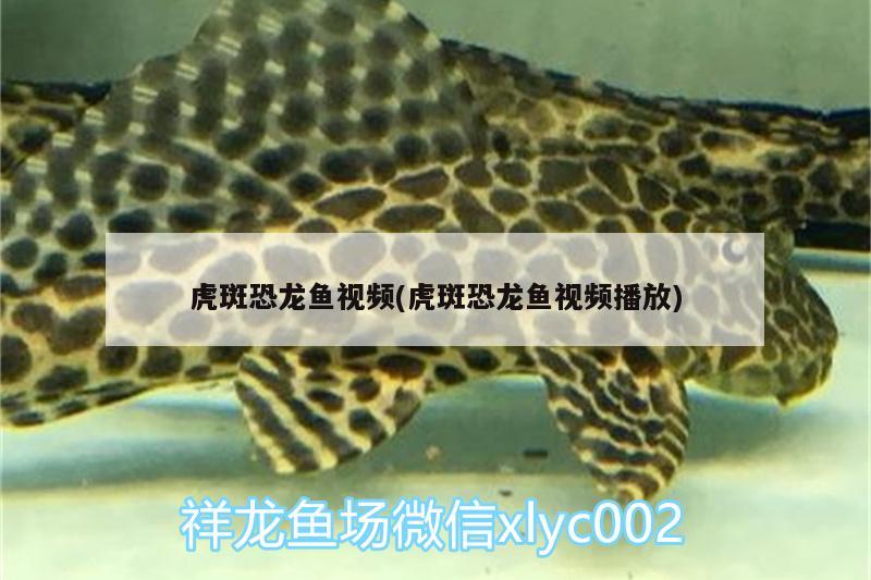 虎斑恐龍魚視頻(虎斑恐龍魚視頻播放)