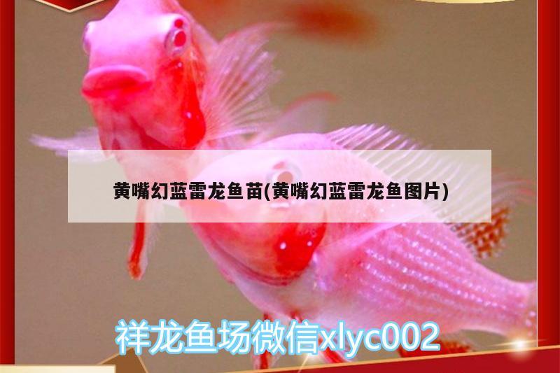 黃嘴幻藍雷龍魚苗(黃嘴幻藍雷龍魚圖片) 蘇虎苗（蘇門答臘虎魚苗）