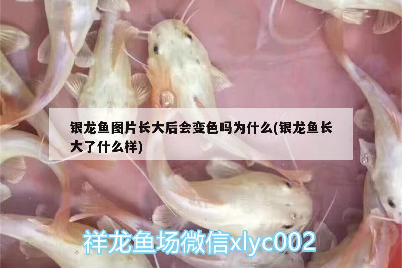 銀龍魚圖片長(zhǎng)大后會(huì)變色嗎為什么(銀龍魚長(zhǎng)大了什么樣) 銀龍魚百科