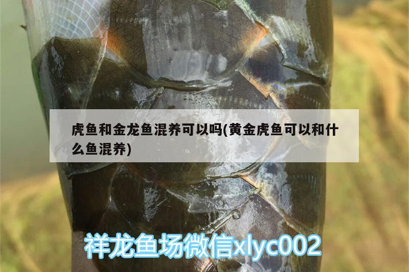 虎魚和金龍魚混養(yǎng)可以嗎(黃金虎魚可以和什么魚混養(yǎng)) 虎魚百科 第1張