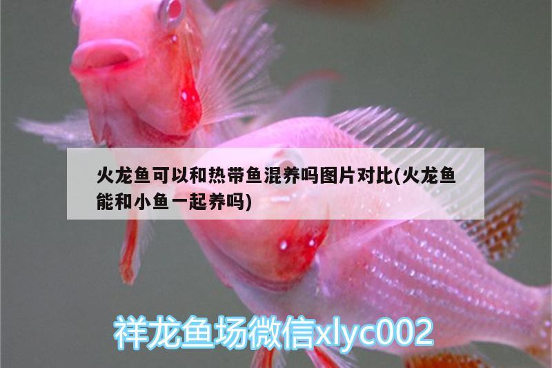 火龍魚可以和熱帶魚混養(yǎng)嗎圖片對(duì)比(火龍魚能和小魚一起養(yǎng)嗎) 奈及利亞紅圓點(diǎn)狗頭