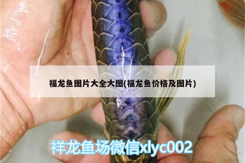 龍魚缸燈光怎么放比較好看呢（養(yǎng)龍魚魚缸燈最適合放在什么位置） 魚缸水泵