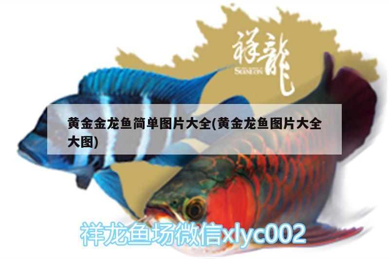 黃金金龍魚簡單圖片大全(黃金龍魚圖片大全大圖)