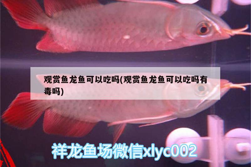 觀賞魚龍魚可以吃嗎(觀賞魚龍魚可以吃嗎有毒嗎)