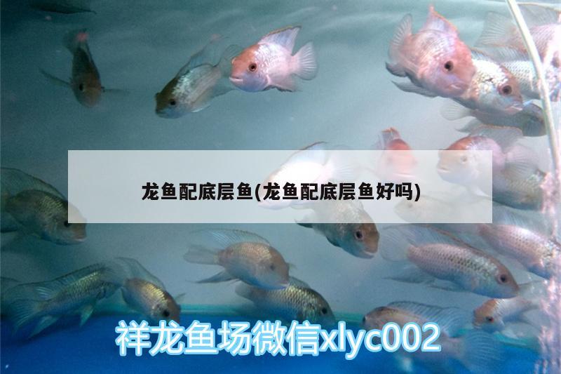 龍魚配底層魚(龍魚配底層魚好嗎) 白條過背金龍魚